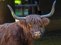highlander01