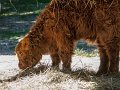 highlander02