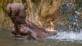 ippopotamo13