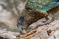 kea01