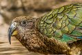 kea02