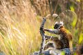 lemure_macaco01