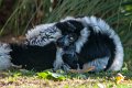lemuri02