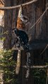 lemuri_rossi