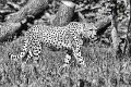 leopardo01