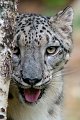 leopardo_a