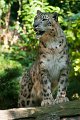 leopardo_nevi05