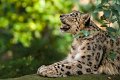 leopardo_nevi06