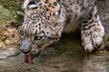 leopardo_nevi08