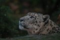 leopardo_nevi09
