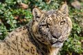 leopardo_nevi15