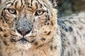 leopardo_nevi17