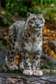 leopardo_nevi18