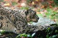 leopardo_nevi19