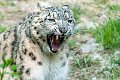leopardo_nevi21