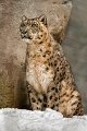 leopardo_nevi_neve01