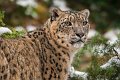 leopardo_nevi_neve02