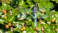 libellula01