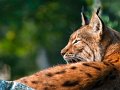 lince01