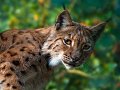 lince02