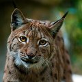 lince04