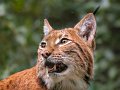 lince09
