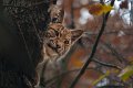 lince10