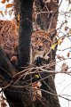 lince11