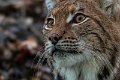 lince13