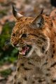 lince16