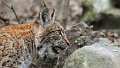 lince17
