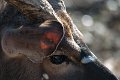 nyala02