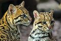 ocelot05