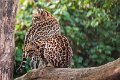 ocelot08