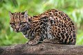 ocelot09