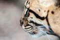 ocelot10