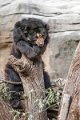 orso