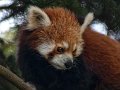 panda_r11