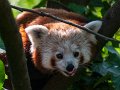 panda_r12