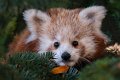 panda_r14