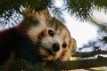 panda_r15