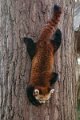 panda_r17