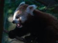 panda_r18