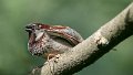 passerotto02