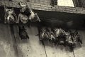 pipistrelli01