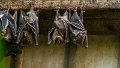 pipistrelli02