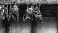 pipistrelli02bn