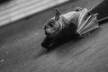 pipistrello01