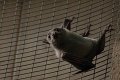 pipistrello02