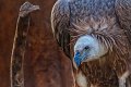 rapace04